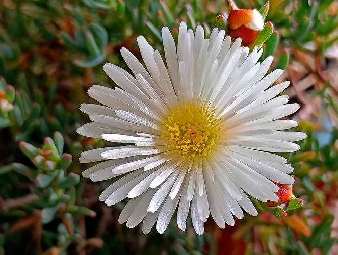flor_blanca2