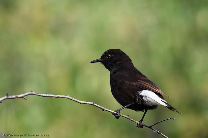 Collalba negra (Oenanthe leucura )
