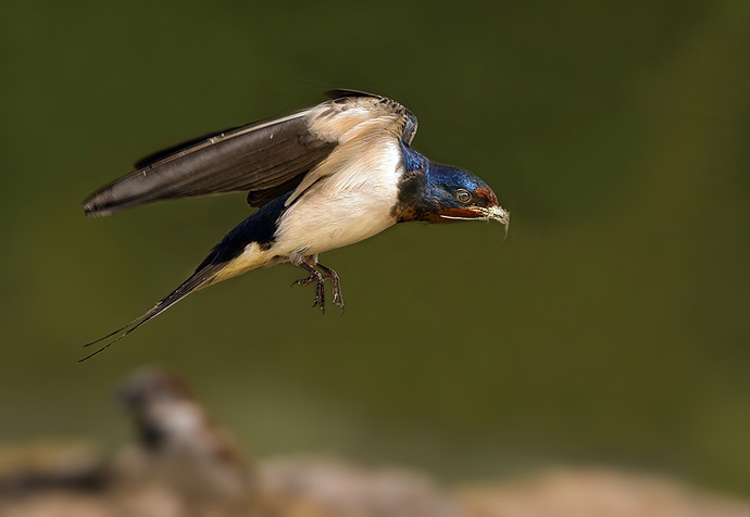 Golondrina 1