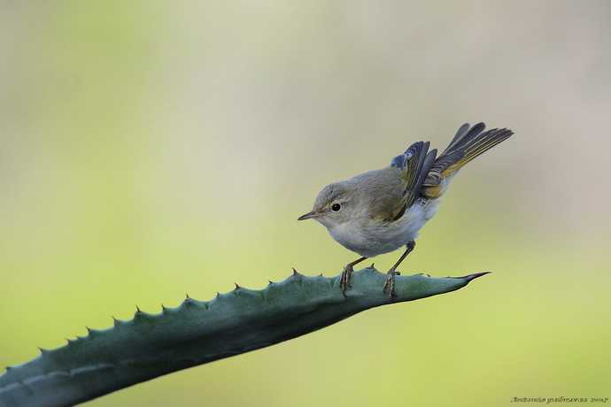 Mosquitero 1