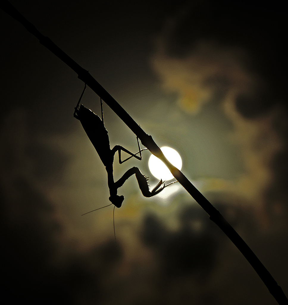“OCASO” l