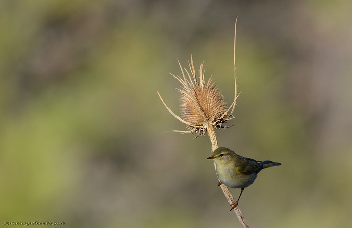 Mosquitero común (Phylloscopus collybita)