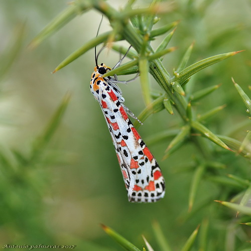 entre espinas ( Utetheisa pulchella )