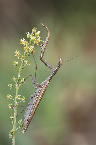 Mantis otoñal