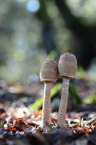 arrumacos (Macrolepiota procera )