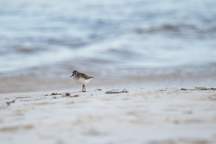 Calidris minutilla 2 LG QRoo 10_25
