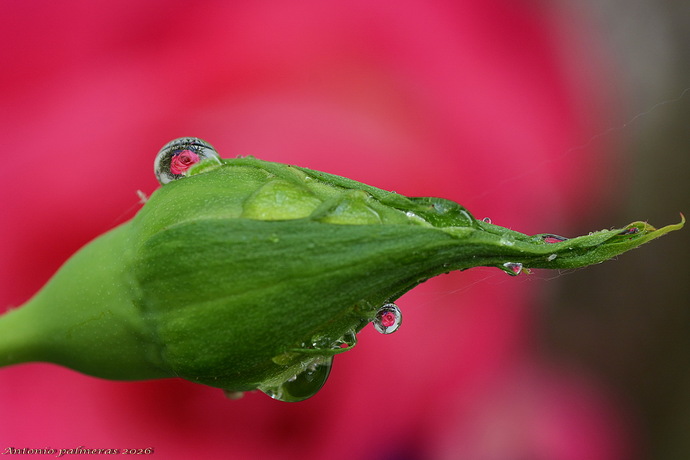 rosa