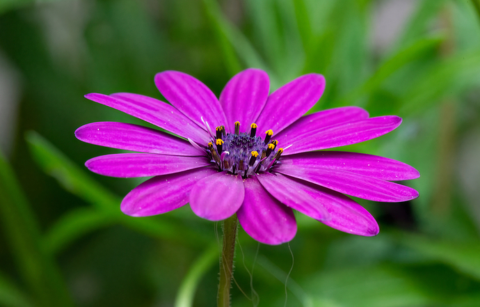 Dimorphotheca ecklonis (Margarita del cabo)