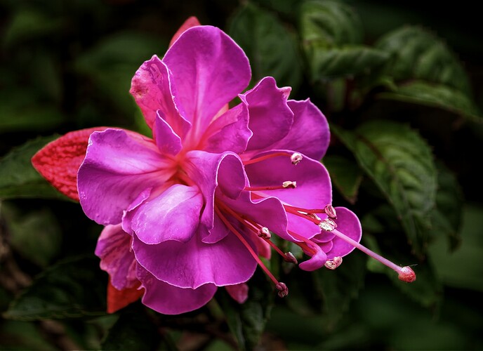 Fucsia OD