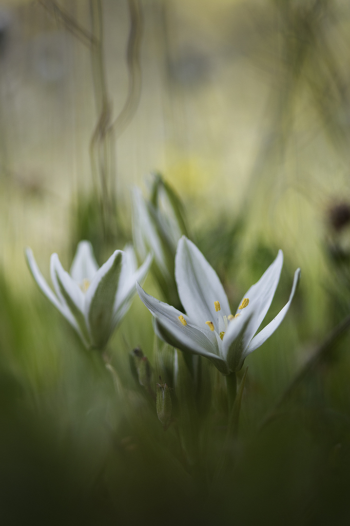 Ornitogallum umbellatum