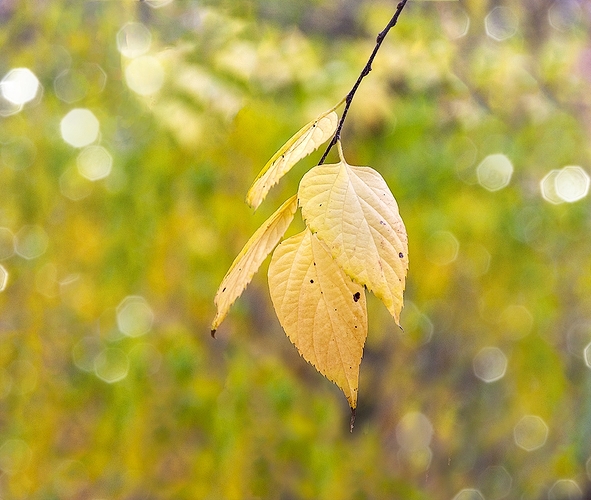 Ya se anuncia el otoño