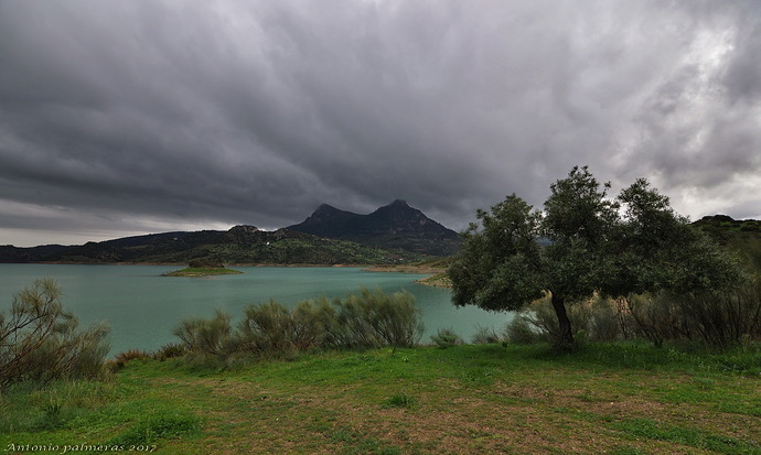 El olivo 2