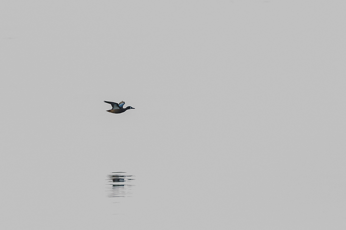 Spatula discors 3 LG QRoo 03_26