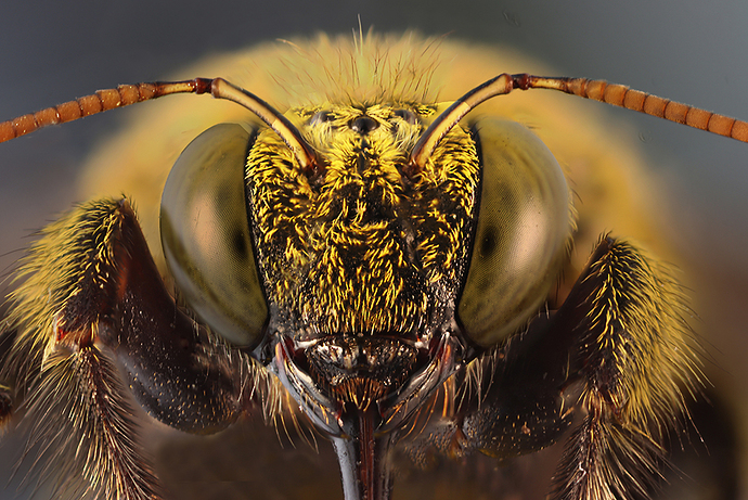 5269-5374 Dfsoklarge