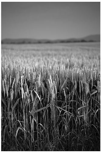 IMG_7600_01