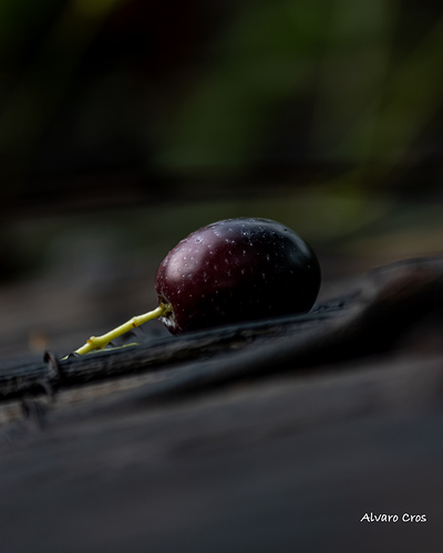 aceituna2