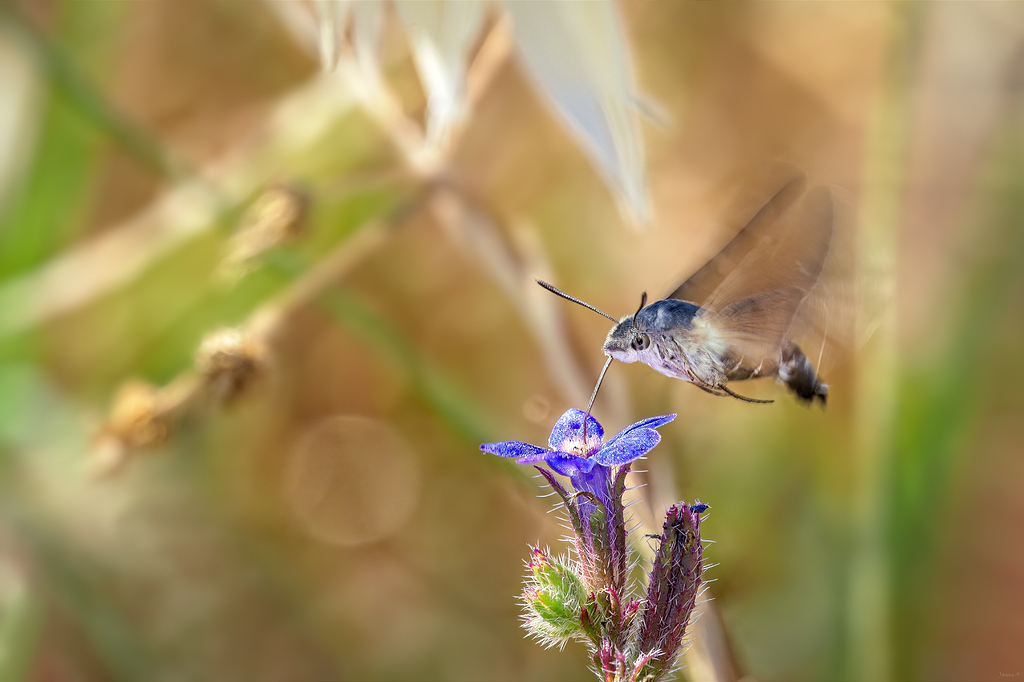 El vuelo del colibrí