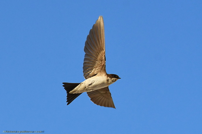 Avión común occidental ( Delichon urbicum )