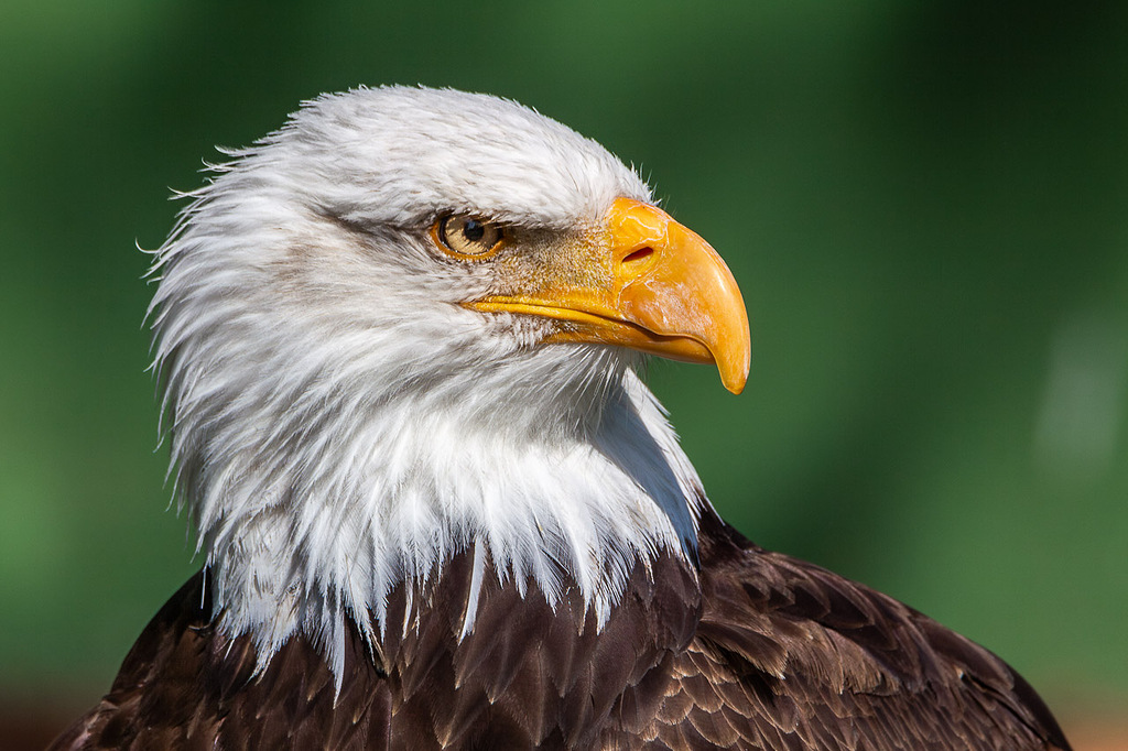 Águila Calva II