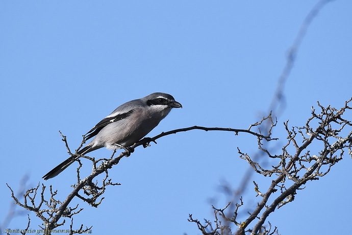 Alcaudón real (Lanius meridionalis)