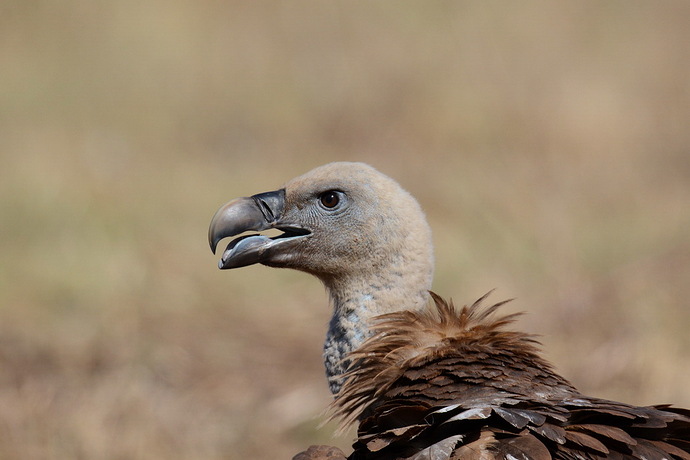 Buitre leonado (Gyps fulvus)