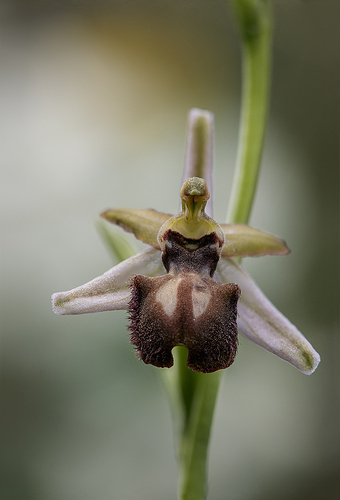 Ophrys passionis