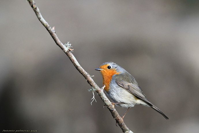 Petirrojo europeo (Erithacus rubecula)