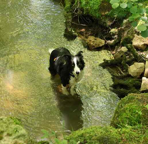 perro 2