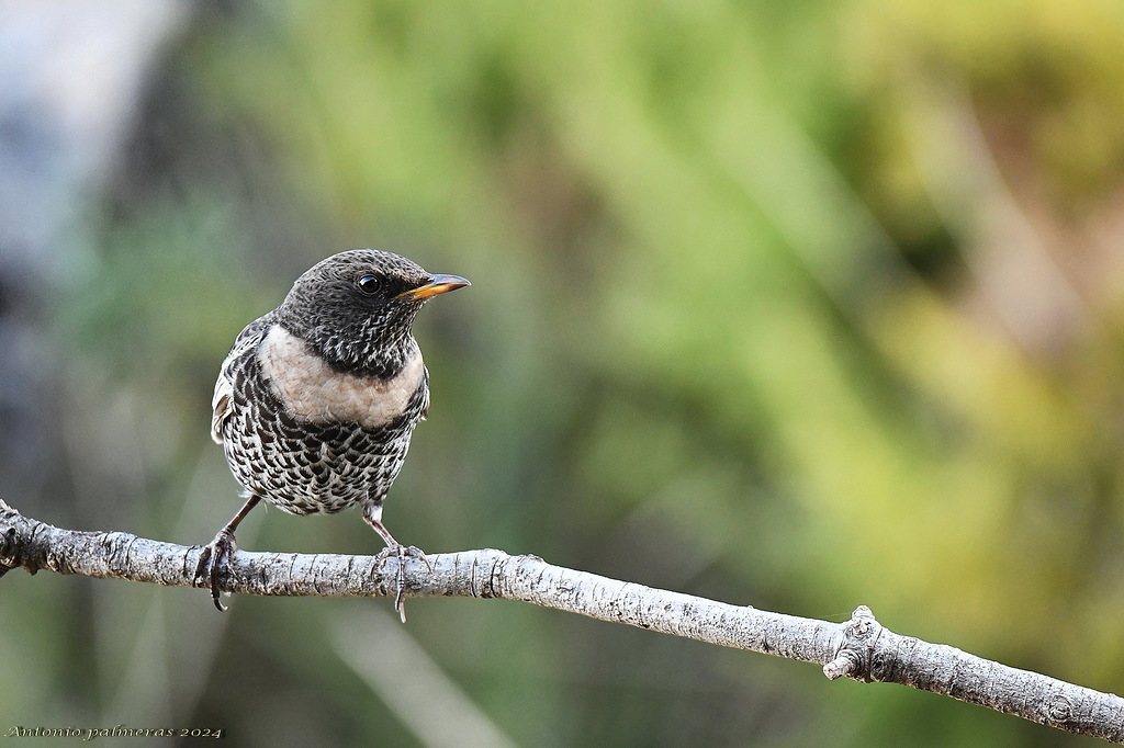 Mirlo capiblanco (Turdus torquatus)