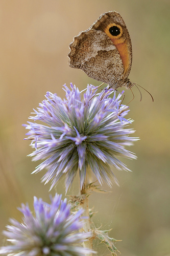 pyronia tithonus
