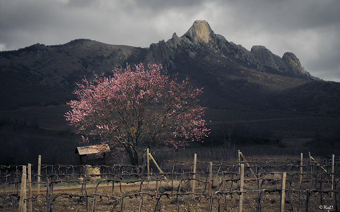 Cautiva_CS_1386 copia
