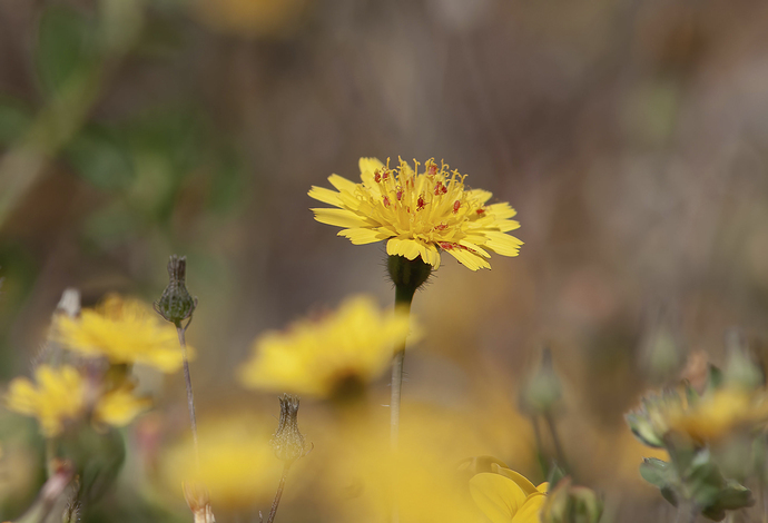 Flor Hieracium