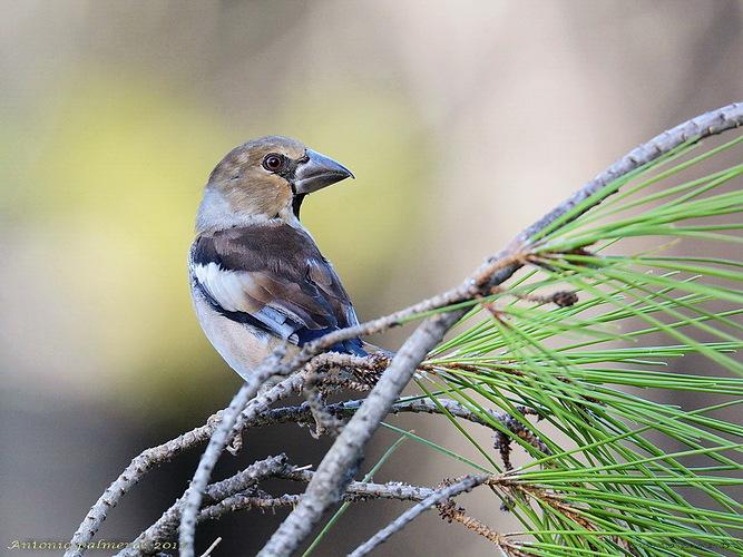 Picogordo (Coccothraustes coccothraustes) 4.3