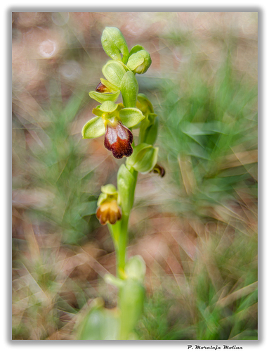 DSC_20435_b_1024 Ophrys fusca ssp. lupercalis - copia