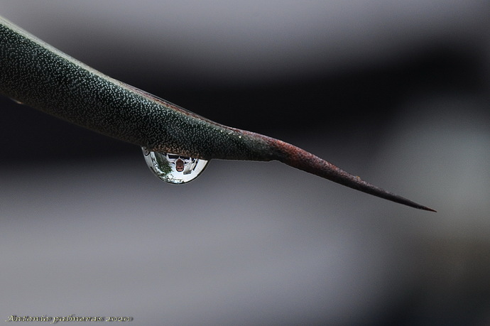 la gota y el fotografo