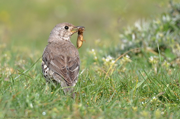 Zorzal charlo (Turdus viscivorus)