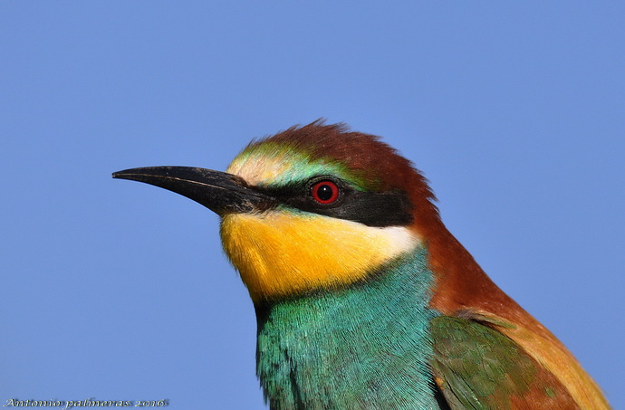 Abejaruco europeo (Merops apiaster)