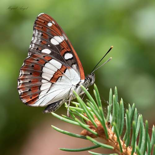 Limenitis reducta.