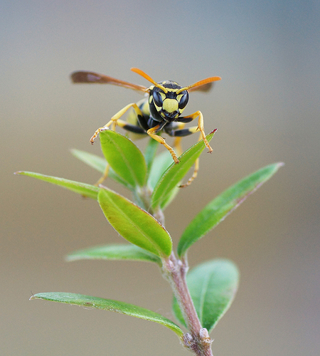 DSC02672fLARGEOD - copia
