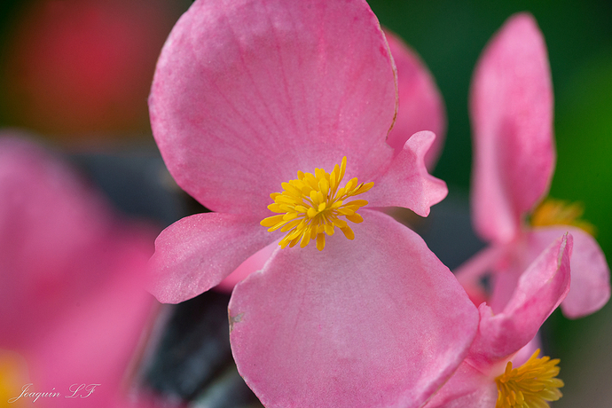 Flor de invernadero2