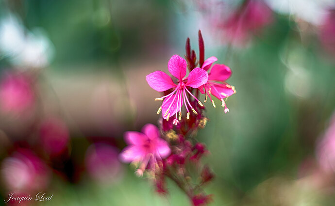 flor4(1)