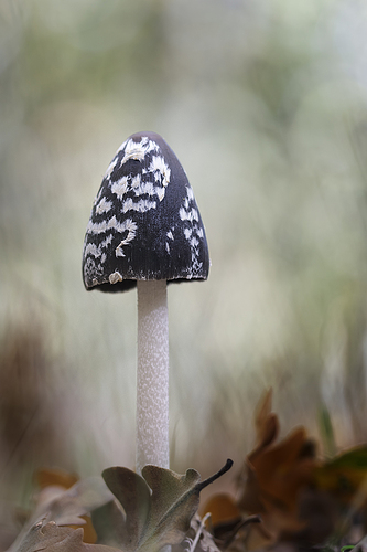 Coprinus picaceus 25-01