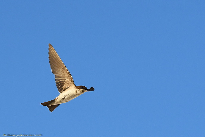 Avión común occidental ( Delichon urbicum )