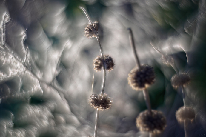 _1010026 1p