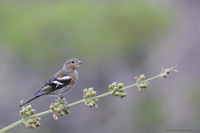 Pinzón vulgar (Fringilla coelebs)