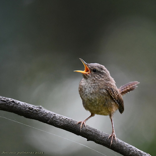 Chochín común (Troglodytes troglodytes)