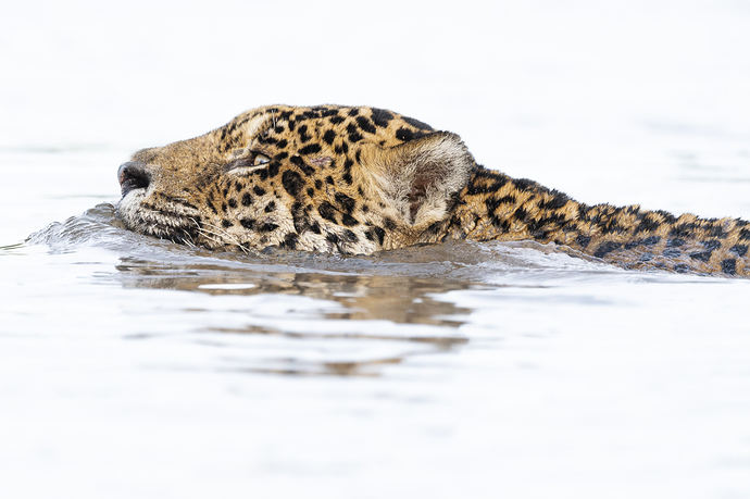 Panthera onca 2 LG Br 05_25