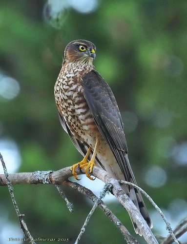 Gavilán común (Accipiter nisus) 2