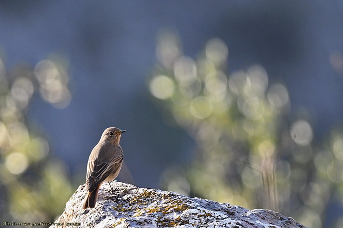 Colirrojo tizón Phoenicurus ochruros