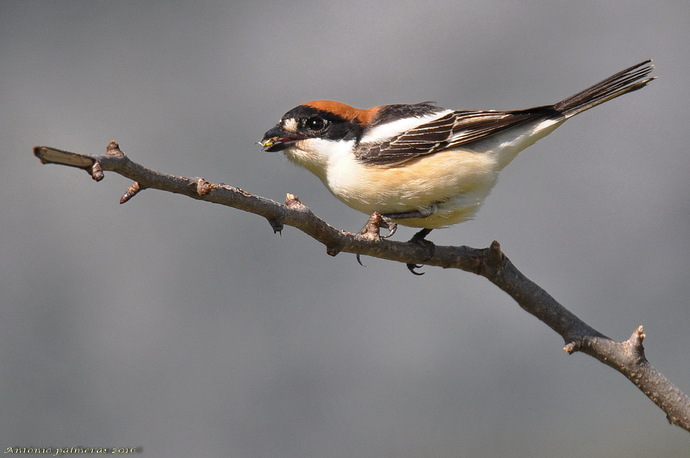 Alcaudón común (Lanius senator)